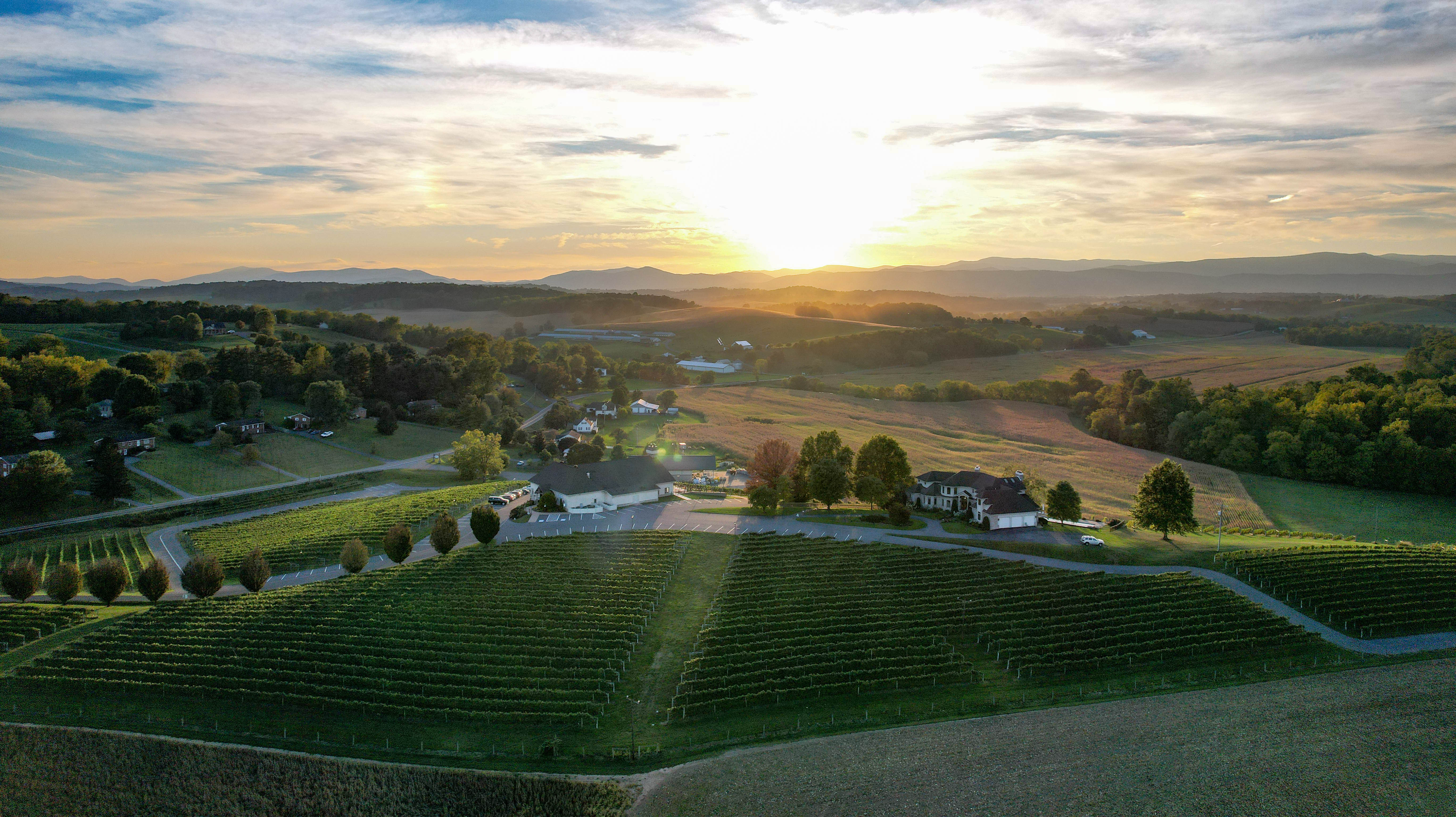 Bluestone Vineyard
